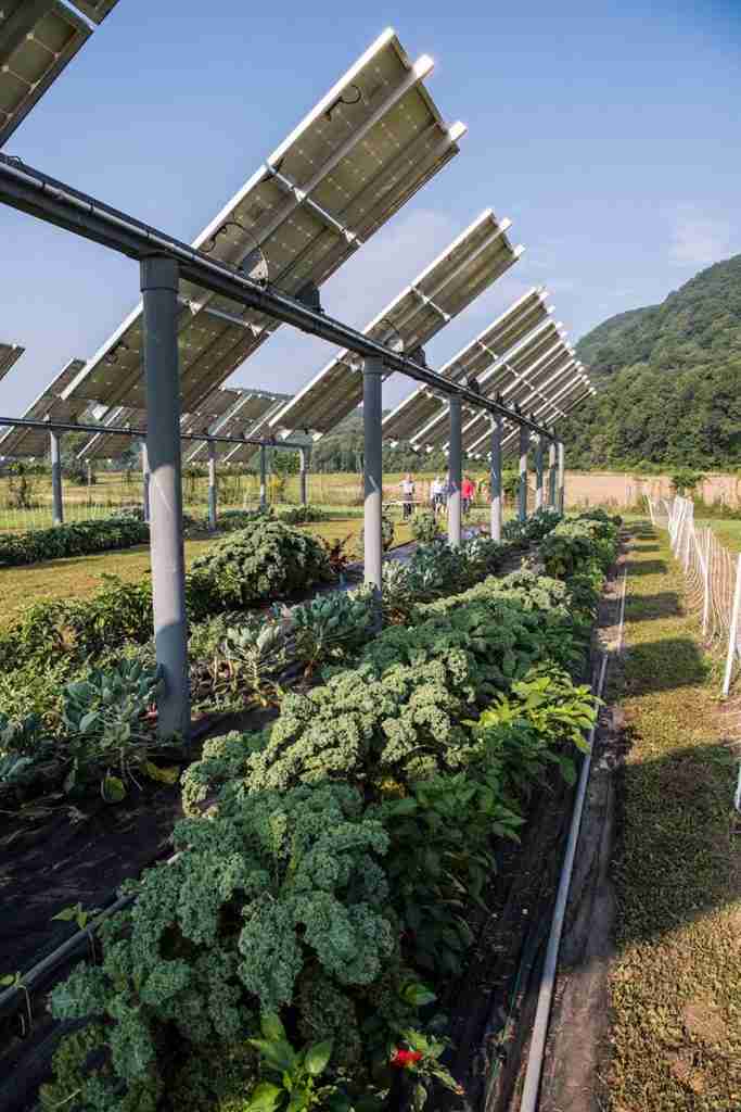 horticultura y placas solares